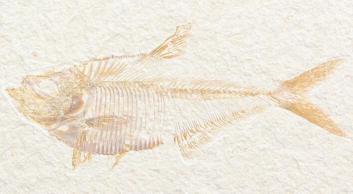 Detailed, Diplomystus Fossil Fish - Wyoming #43823